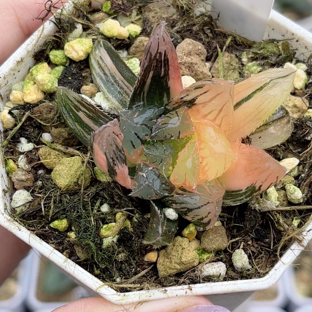 57赤斑玉露锦福利专场