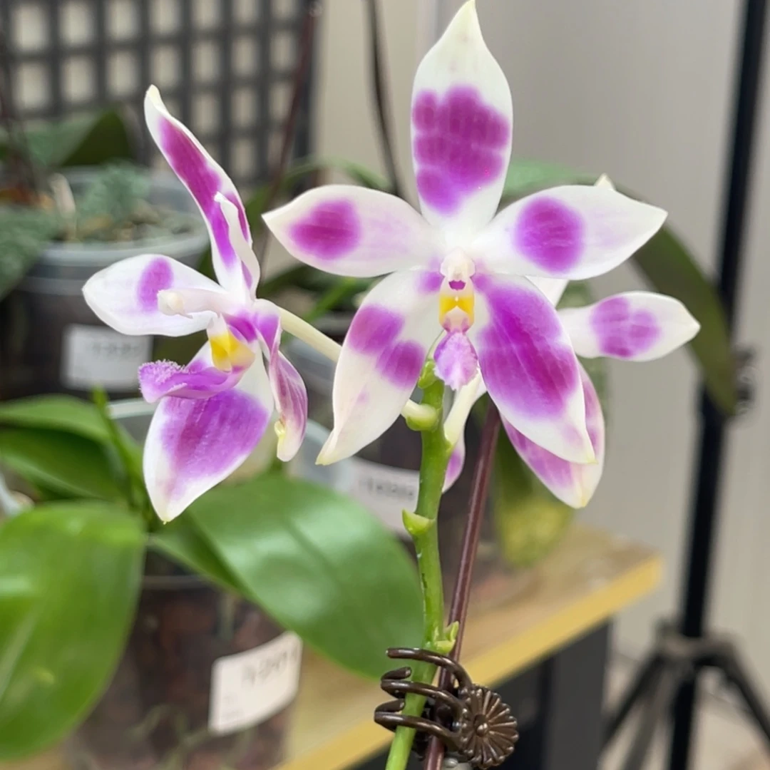 完全开放SWR雨点-1173