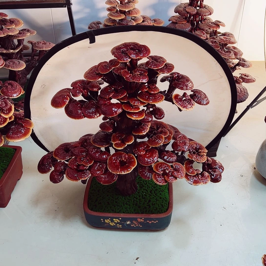 【闪购商品】无花朵