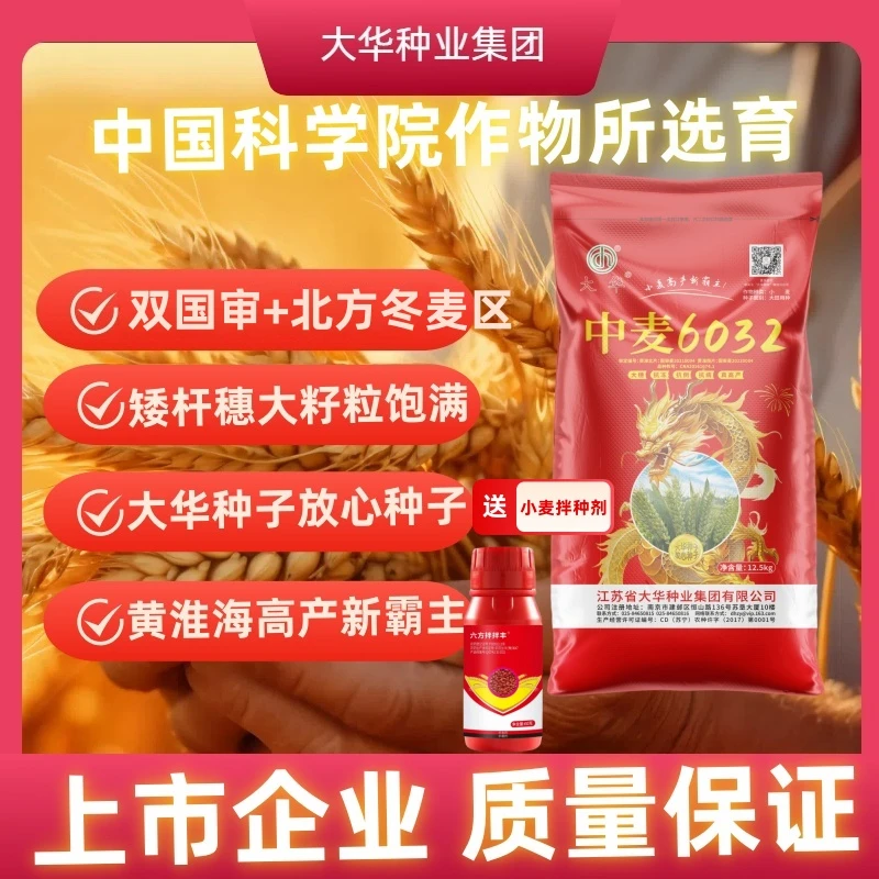【50袋50亩地基地专享】中麦6032小麦种子25斤大包装抗旱抗寒分蘖好