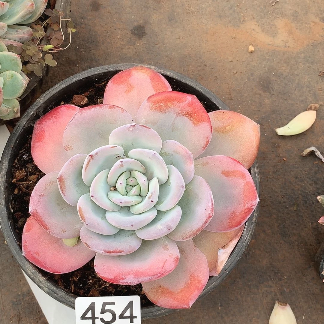 454奶茶一物一拍多肉