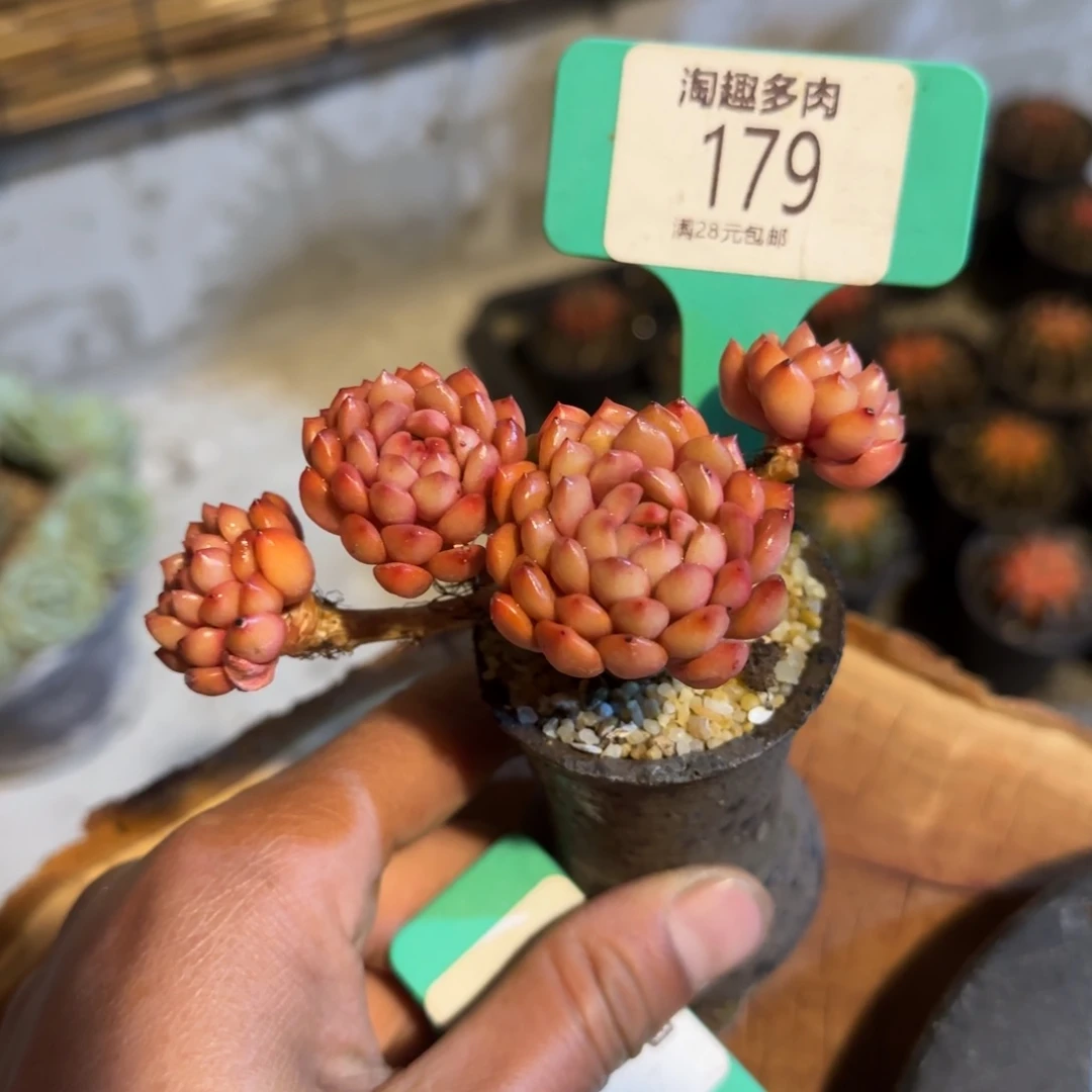 彼***阳多肉植物1111111111