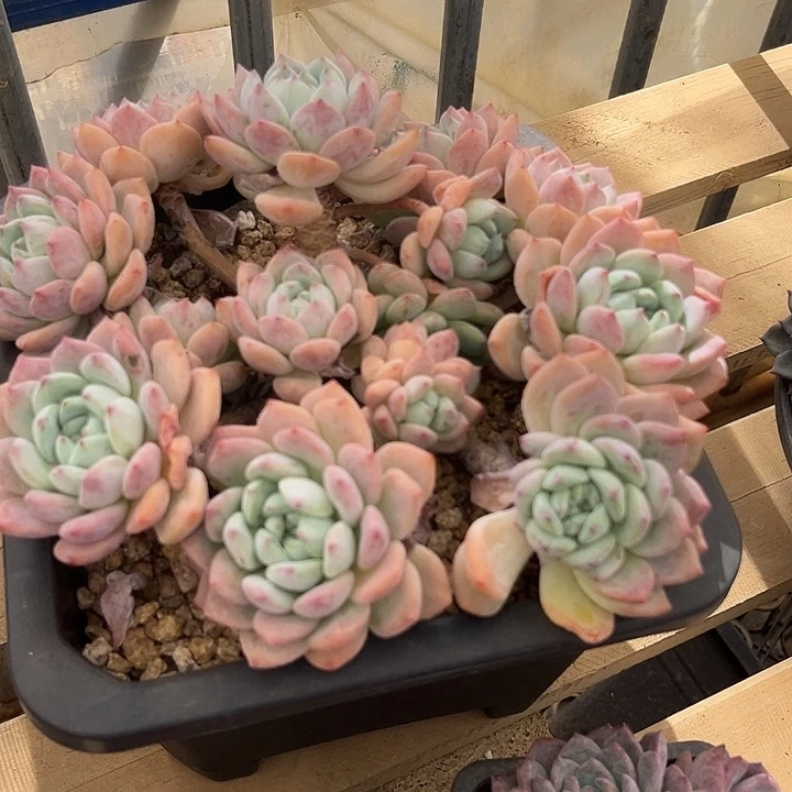 群生老桩望舒冠服25左右