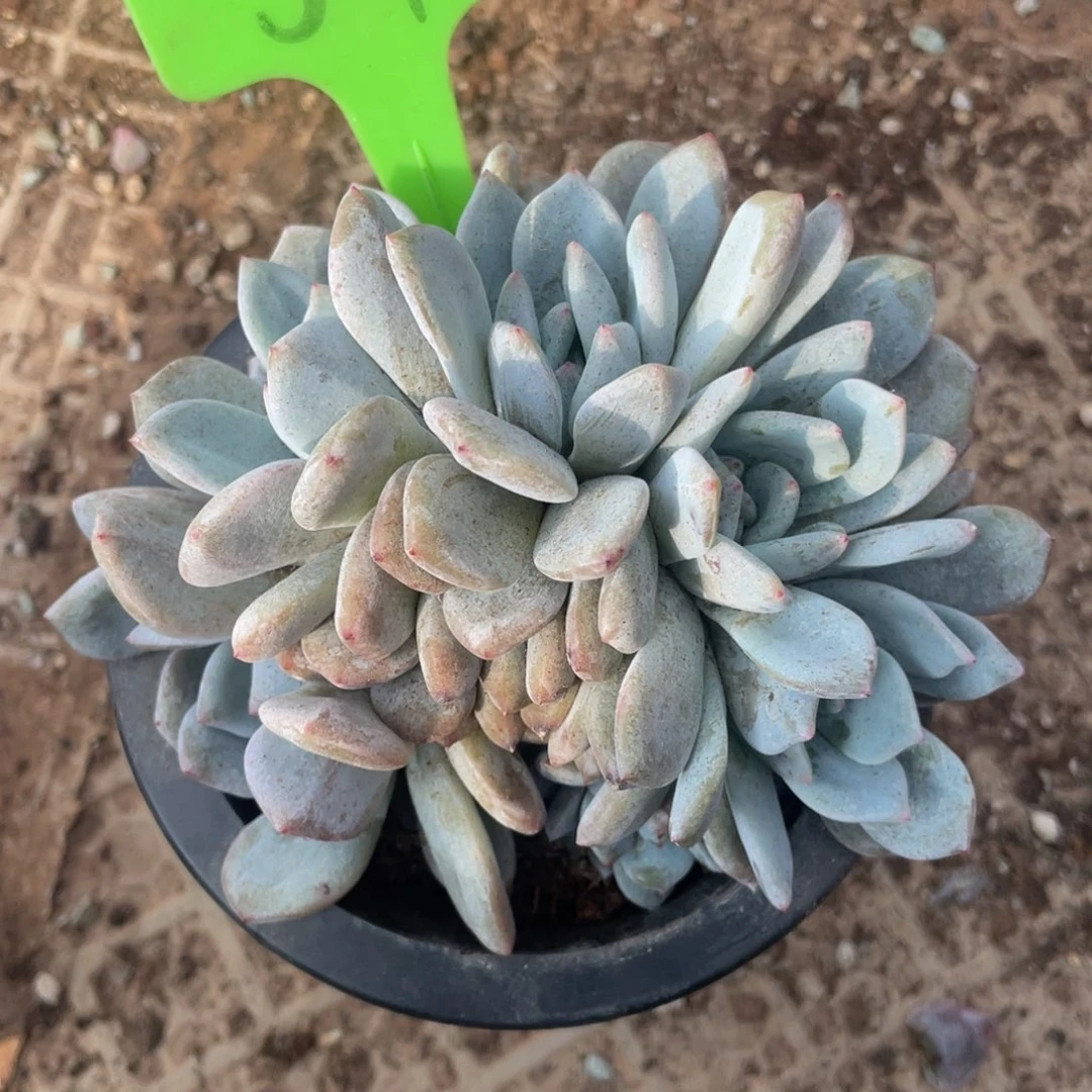 菀***茹星影多头群生54号