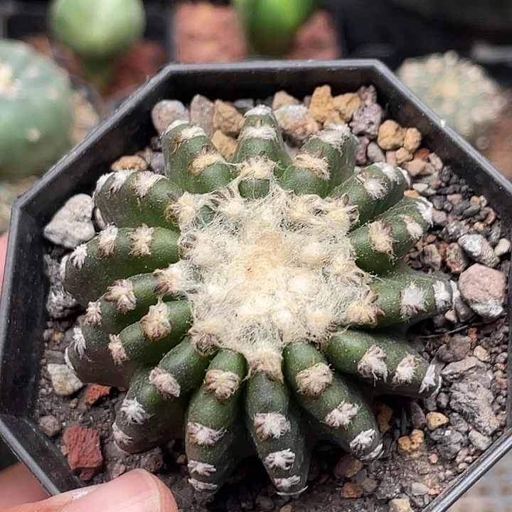 600奇特球 实生 3.5-4cm