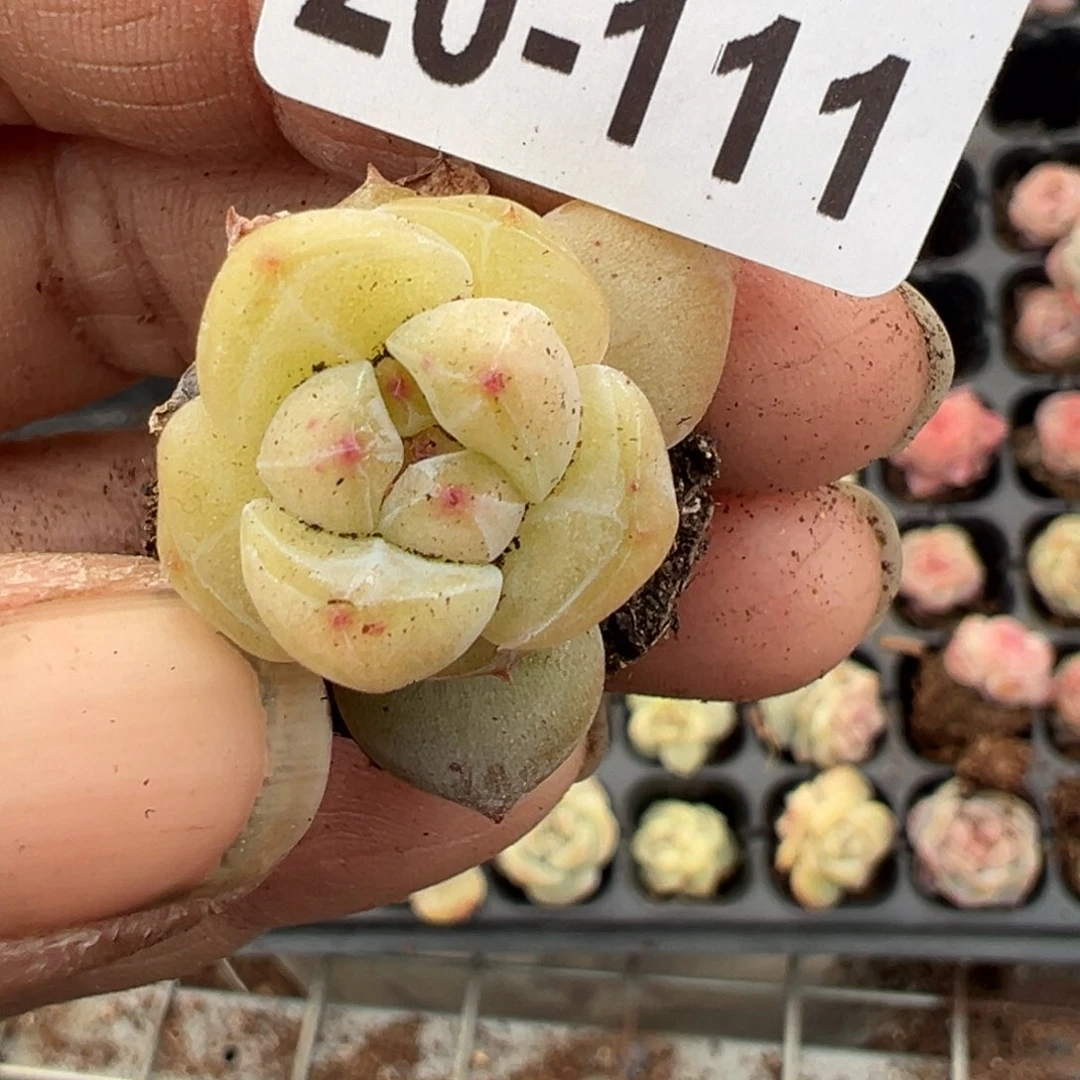 小卡拉米糖心一物一拍20-111