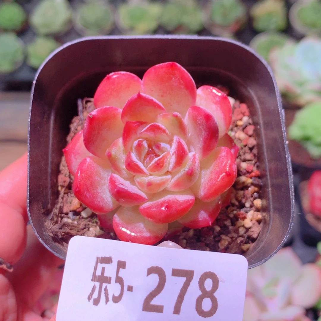 乐然5-278 秋池单头