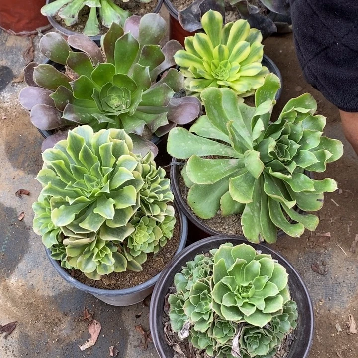 6盆多肉断头不包1336