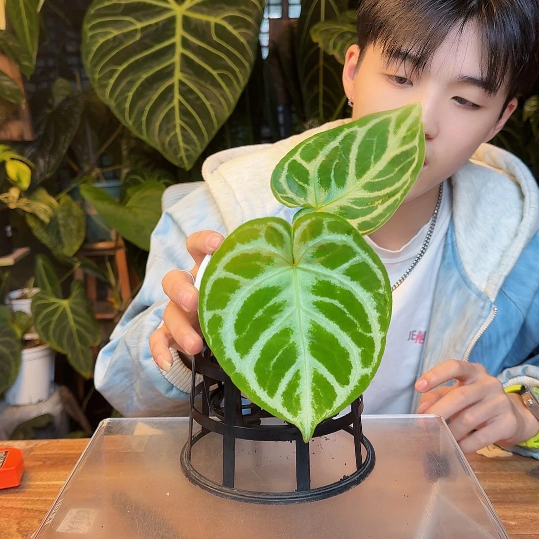 完全开放Y146铜锣烧