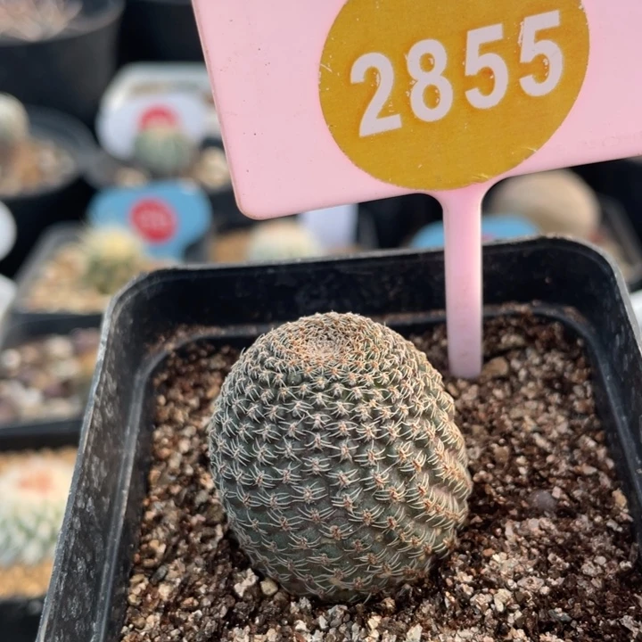 自根黑斜子285500000