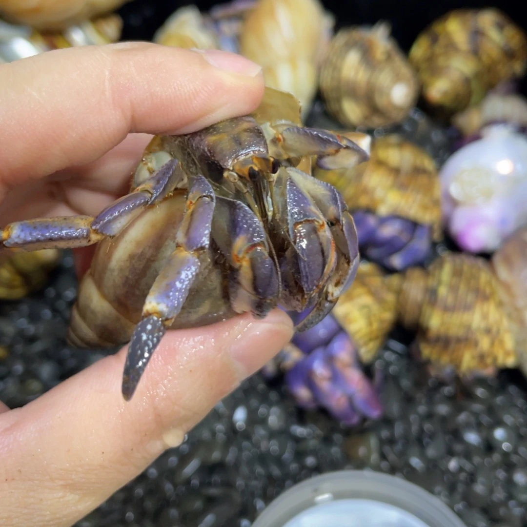 寄居蟹寄居蟹寄居蟹