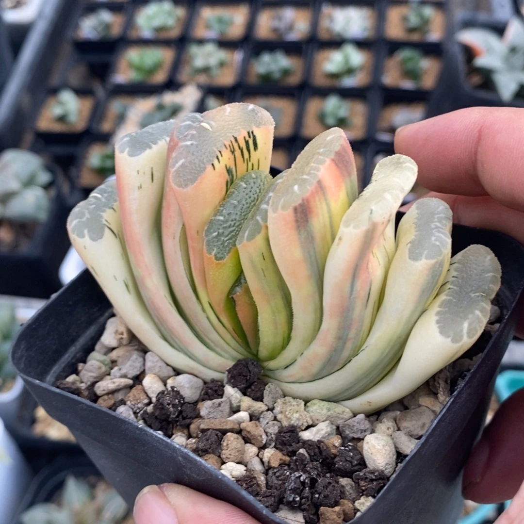 一颗实生糊斑锦玉扇。