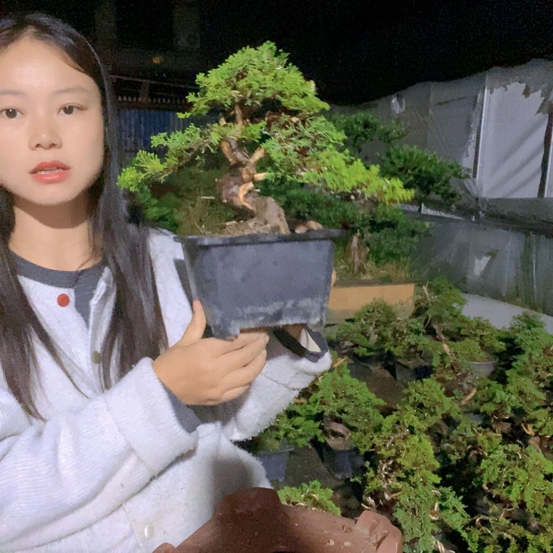 无花朵真柏盆景造型