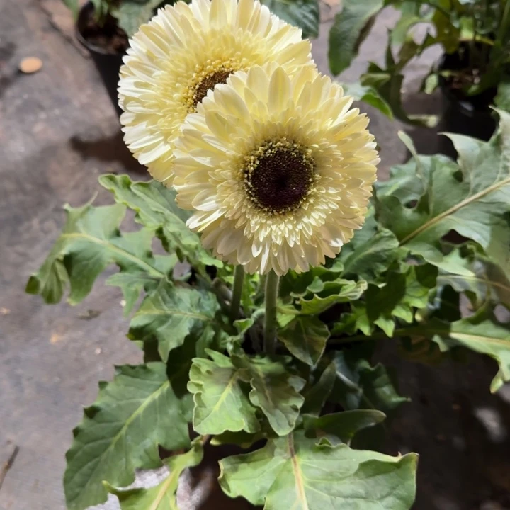 原盆原土一加仑非洲菊白马王子