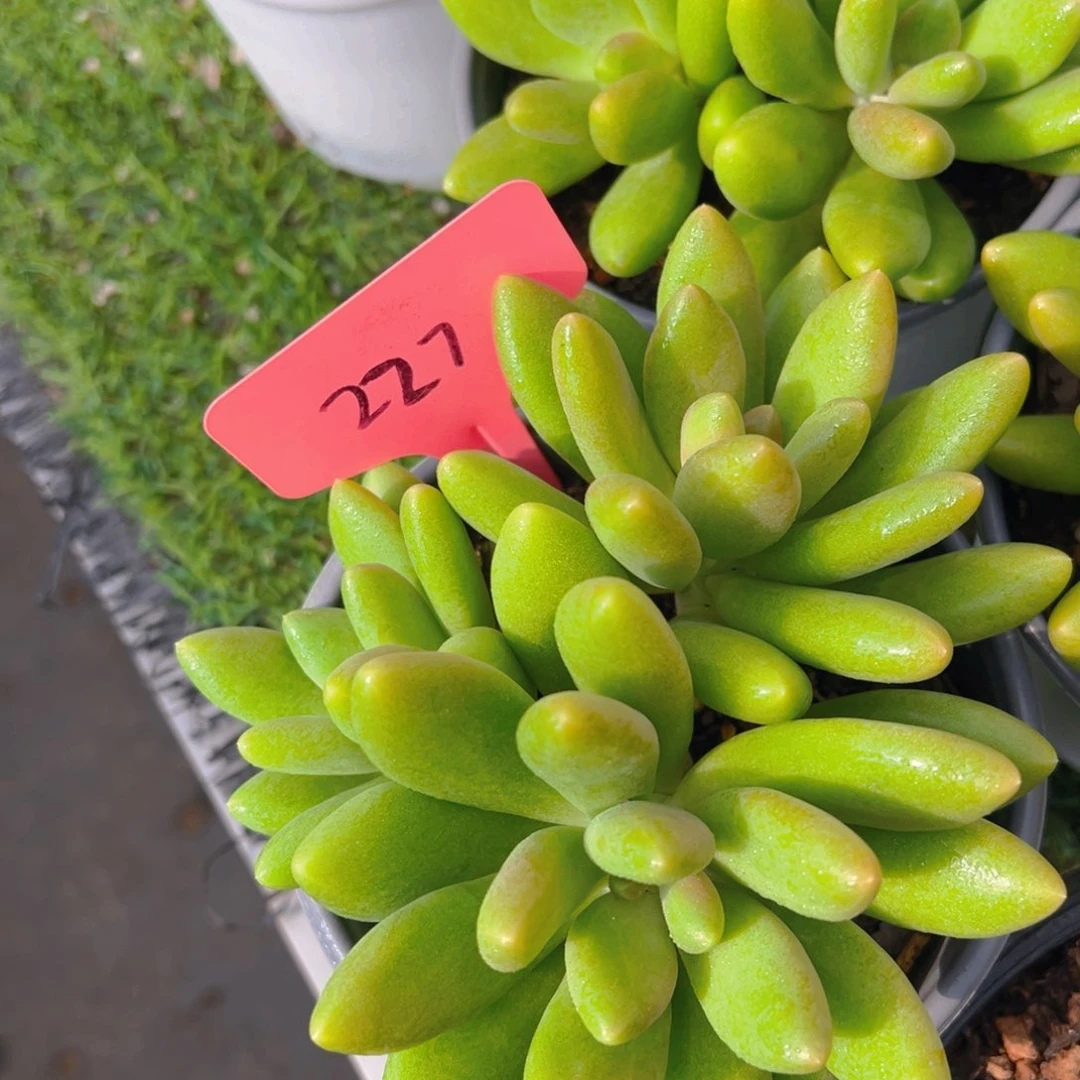 香玉等多种名贵的产品和