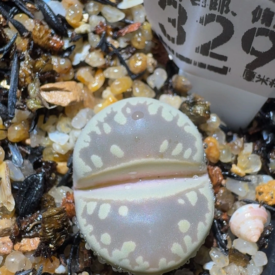 绝绝绝绝子生石花的3295
