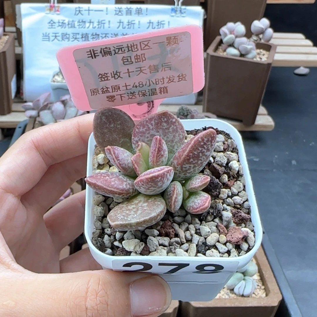 278红舒缇爱掉叶