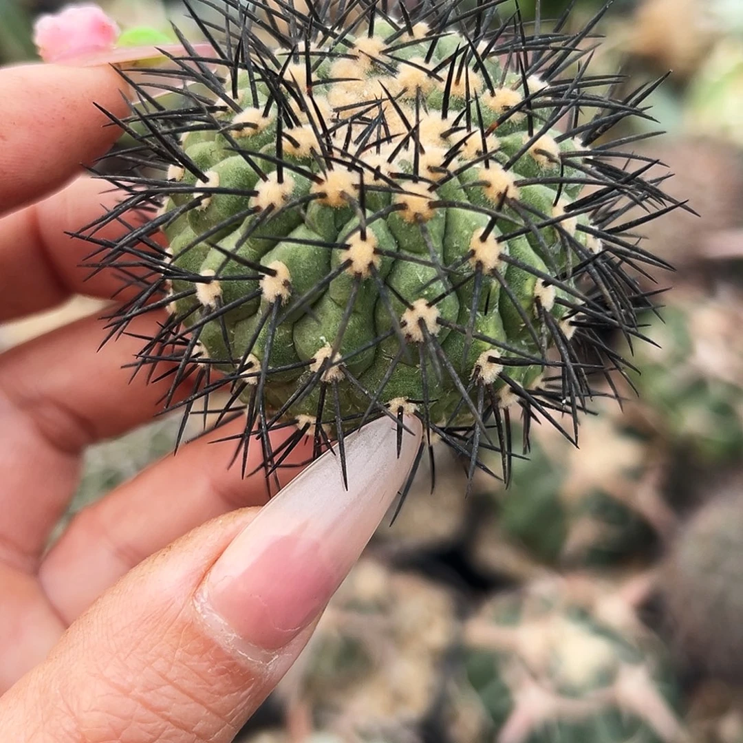 鬼神龙有根仙人球66666666