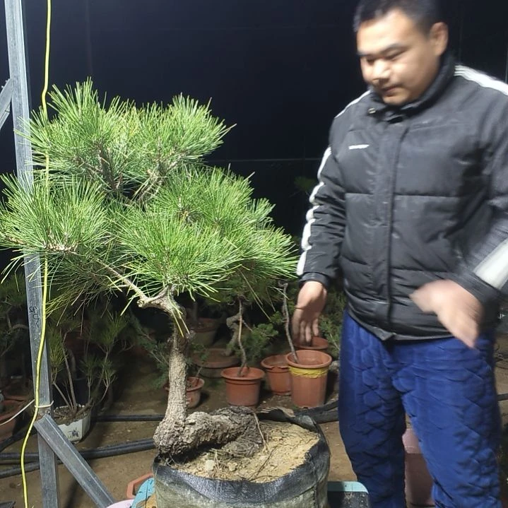 柏树致*柏树柏树柏树柏树柏树柏树