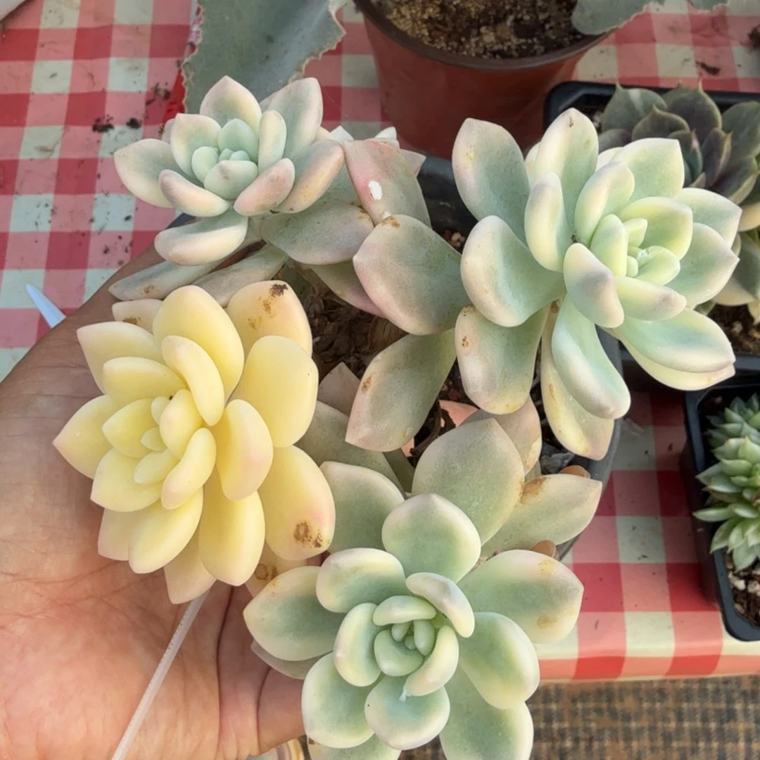 若桃锦腹轮锦群无替品