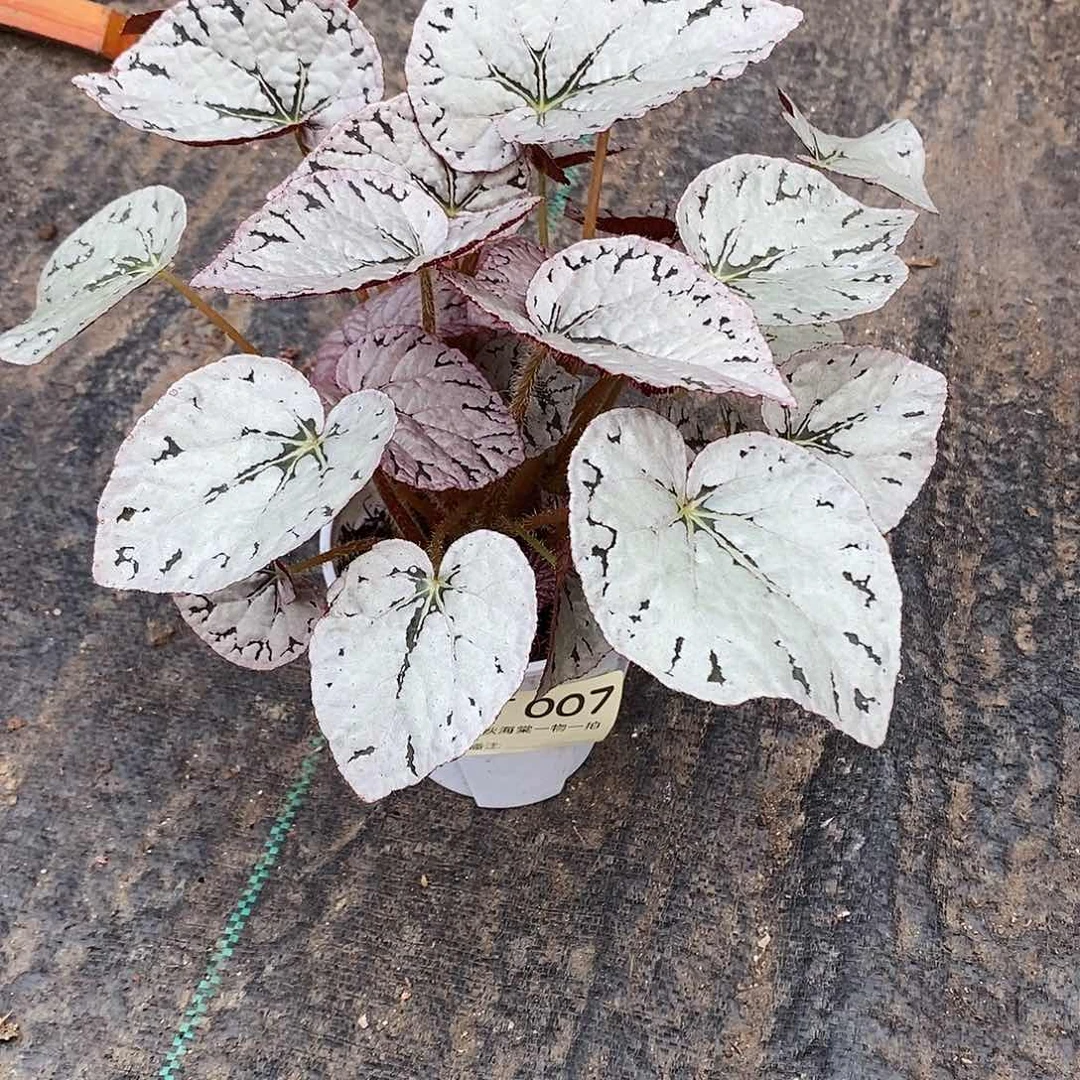 不开花植物妮*仙秋海棠007