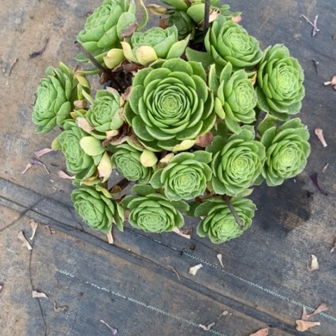 万圣夜42多肉植物法师法师