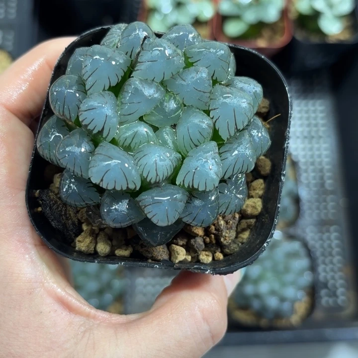 ob1冰灯玉露多肉植物