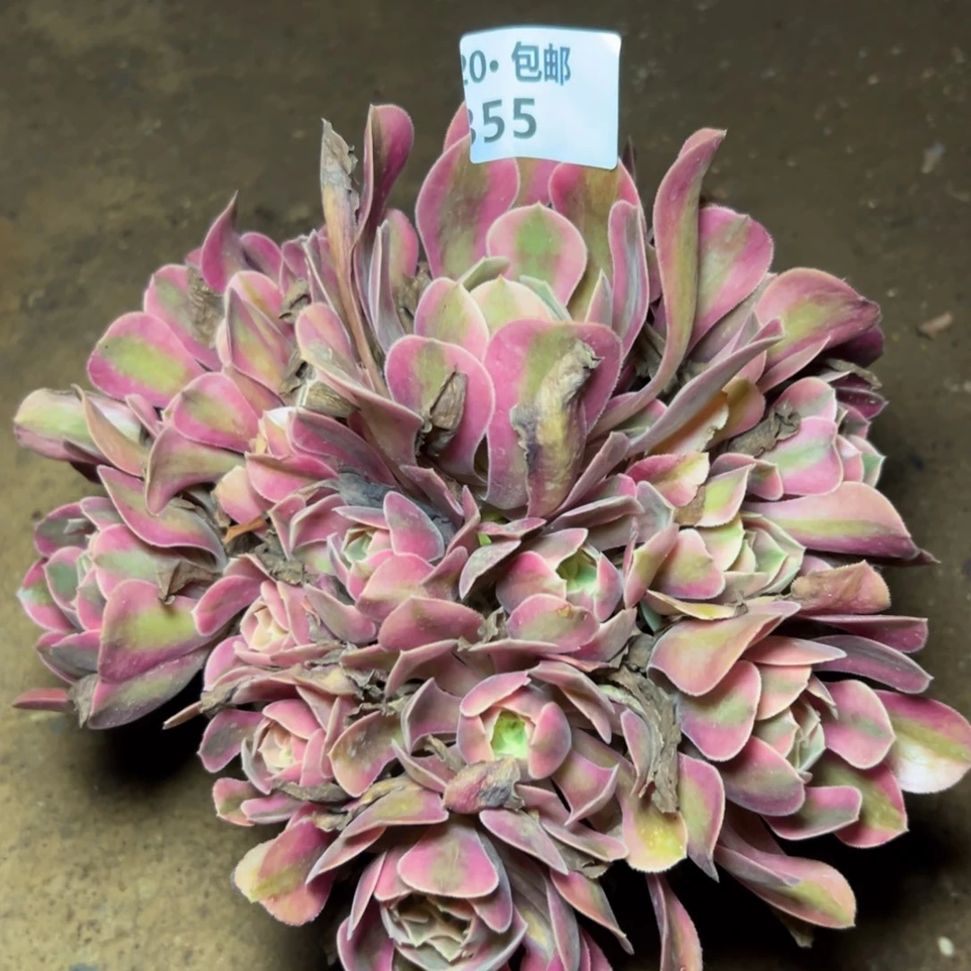 355女巫，满20包邮