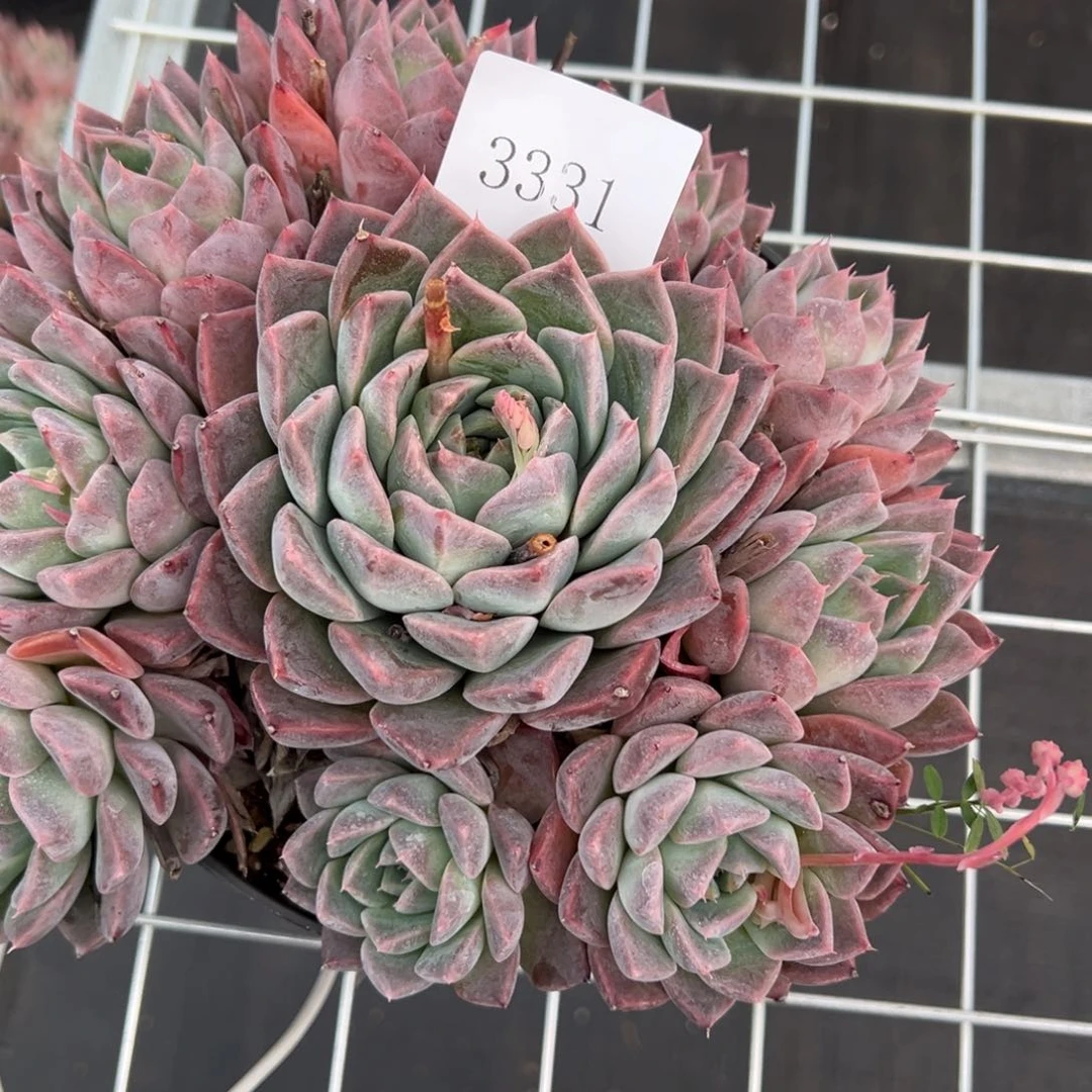 用****03331多肉多多多多多