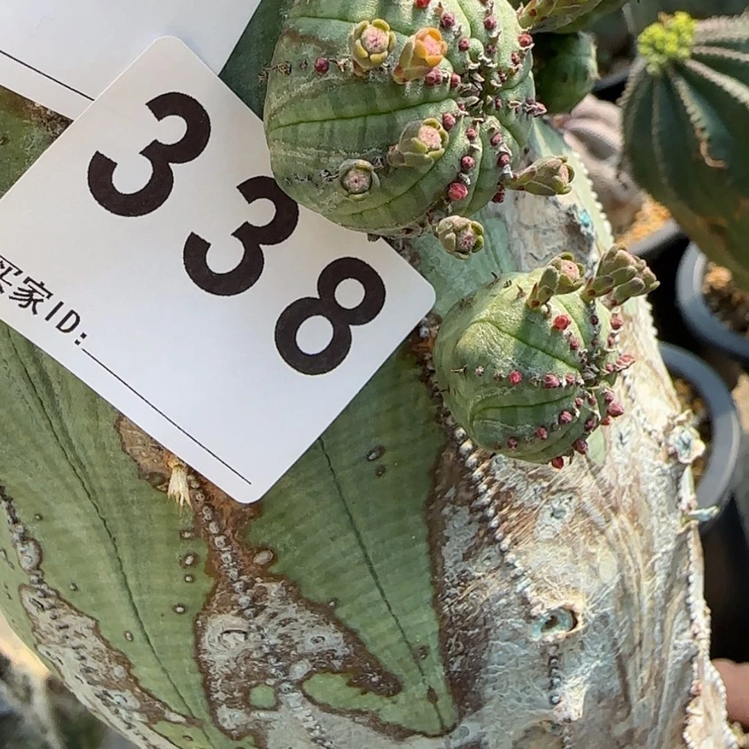 【闪购商品】我***牛块根植物布纹球