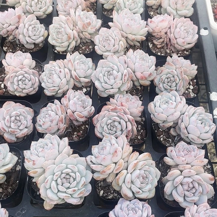 玉芙蓉6.8555588889
