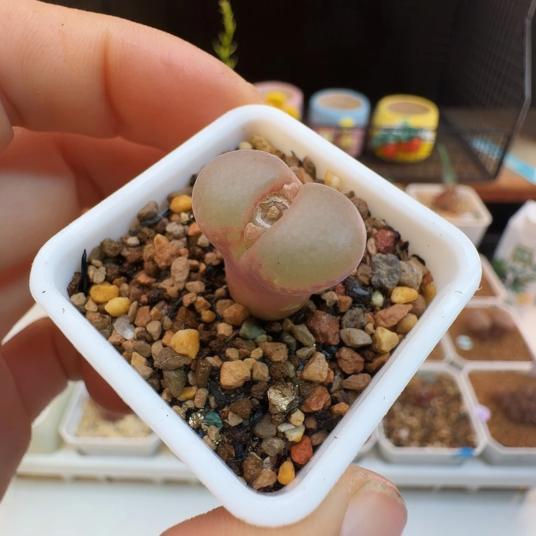 多肉植物福利肉锥紫罗兰风铃398