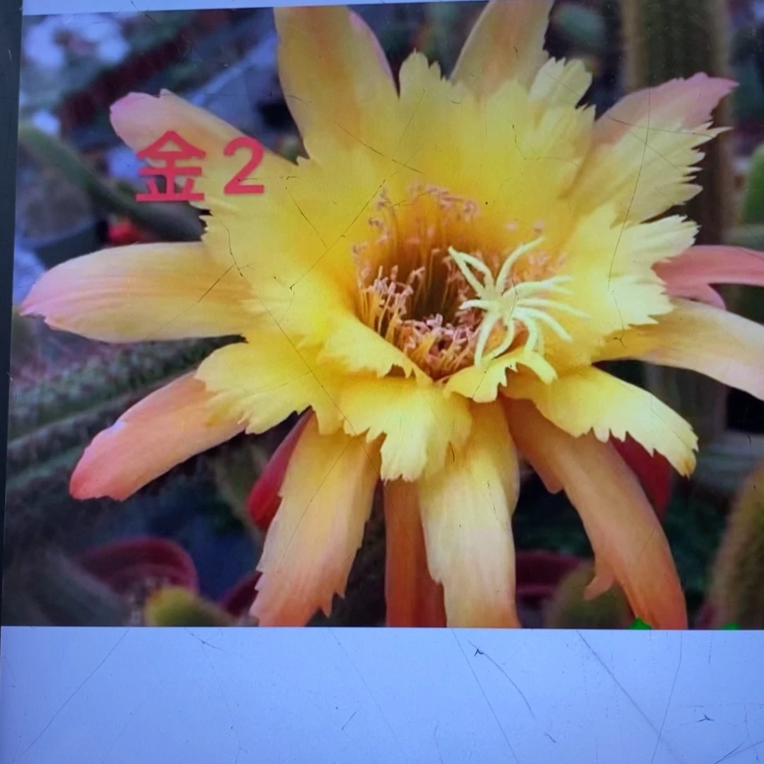 进口金妞金2侧芽一个