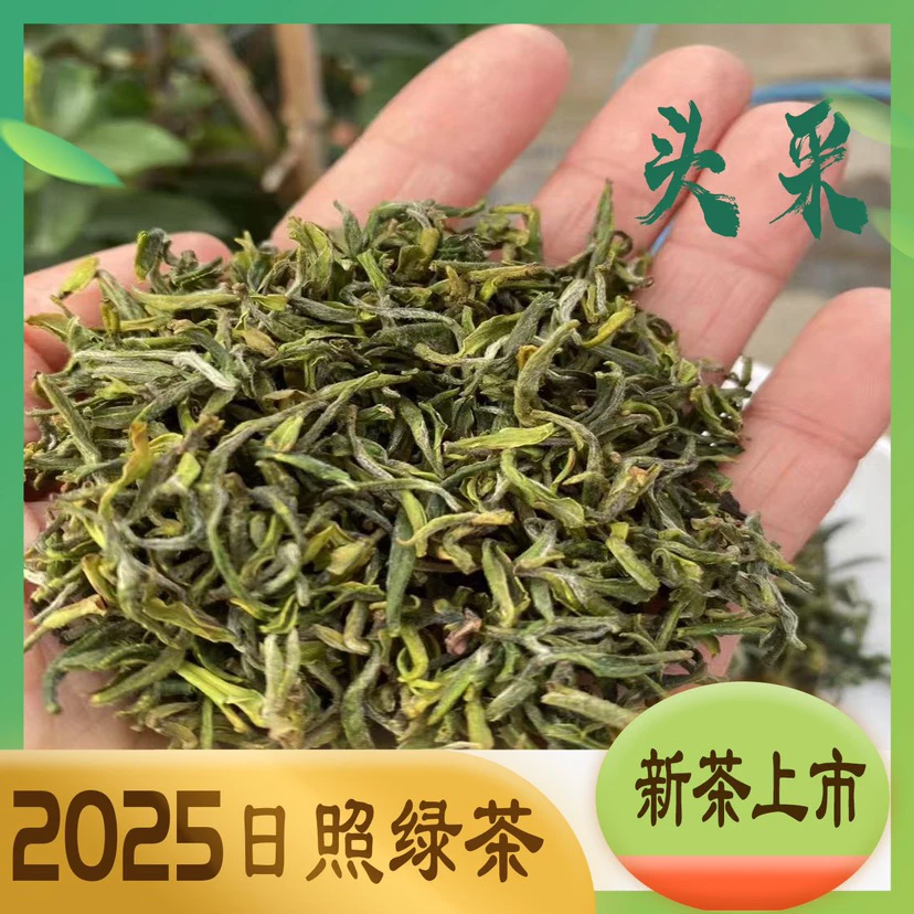 2025山东日照绿茶春茶头采新茶特级豆香125g罐装明前嫩芽鲜爽甘甜