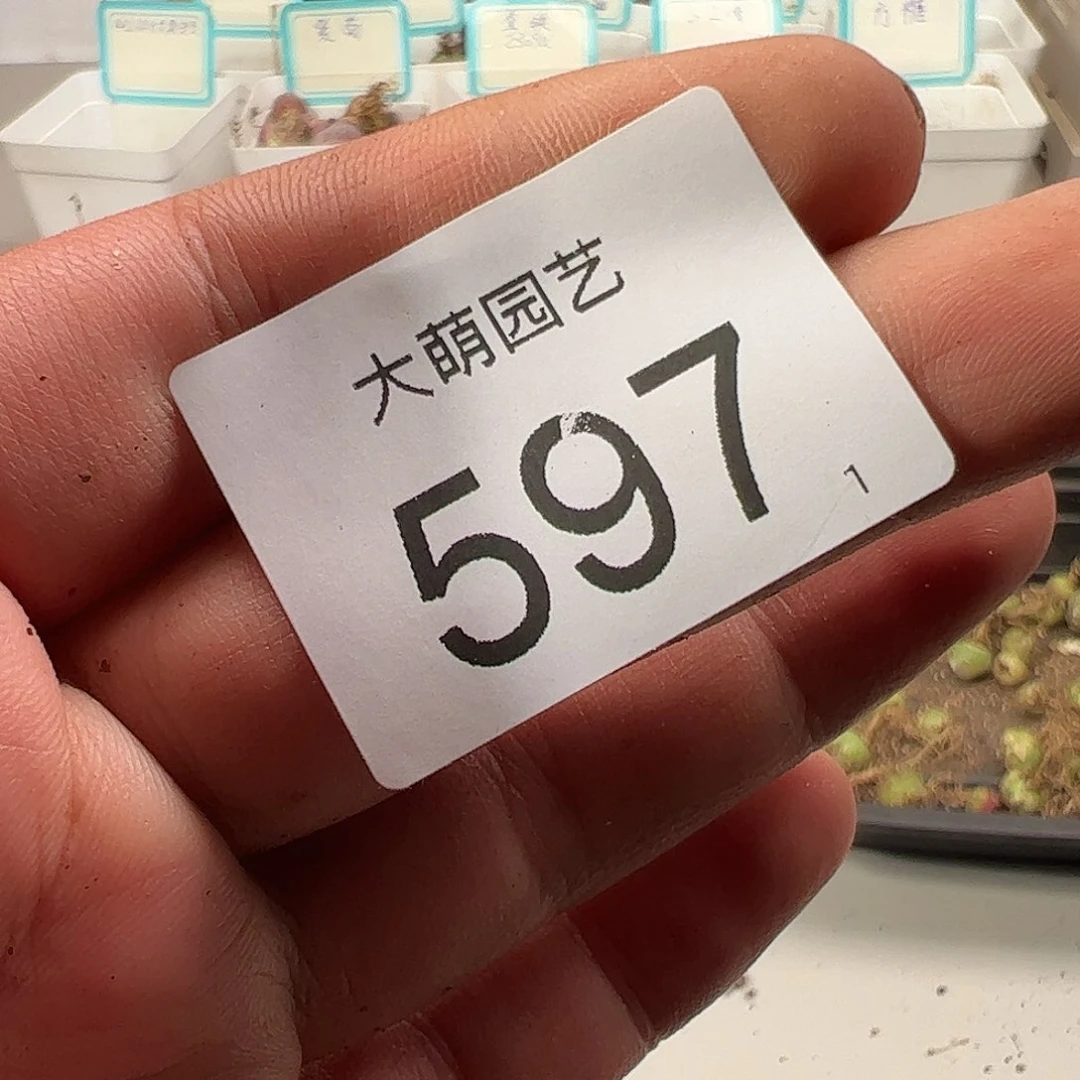 0000597量拍紫红嘴3颗尺寸不大