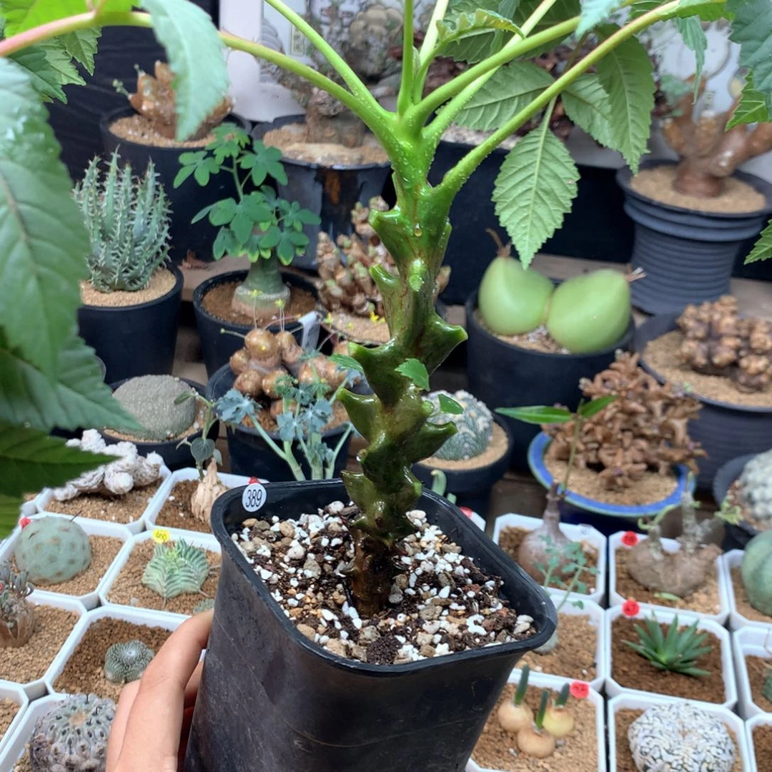 墨西哥角榄带盆实生