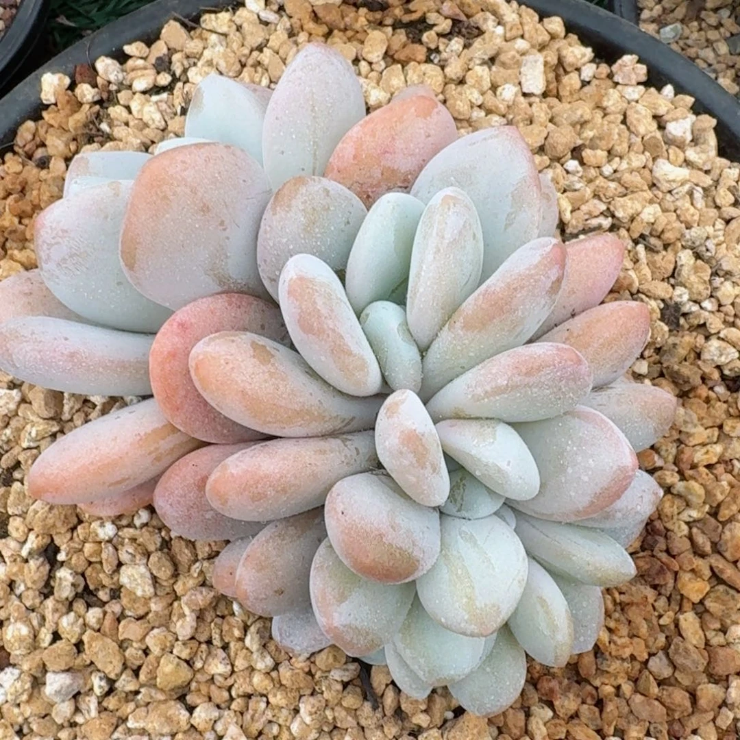 1705一物一拍（满28包邮）