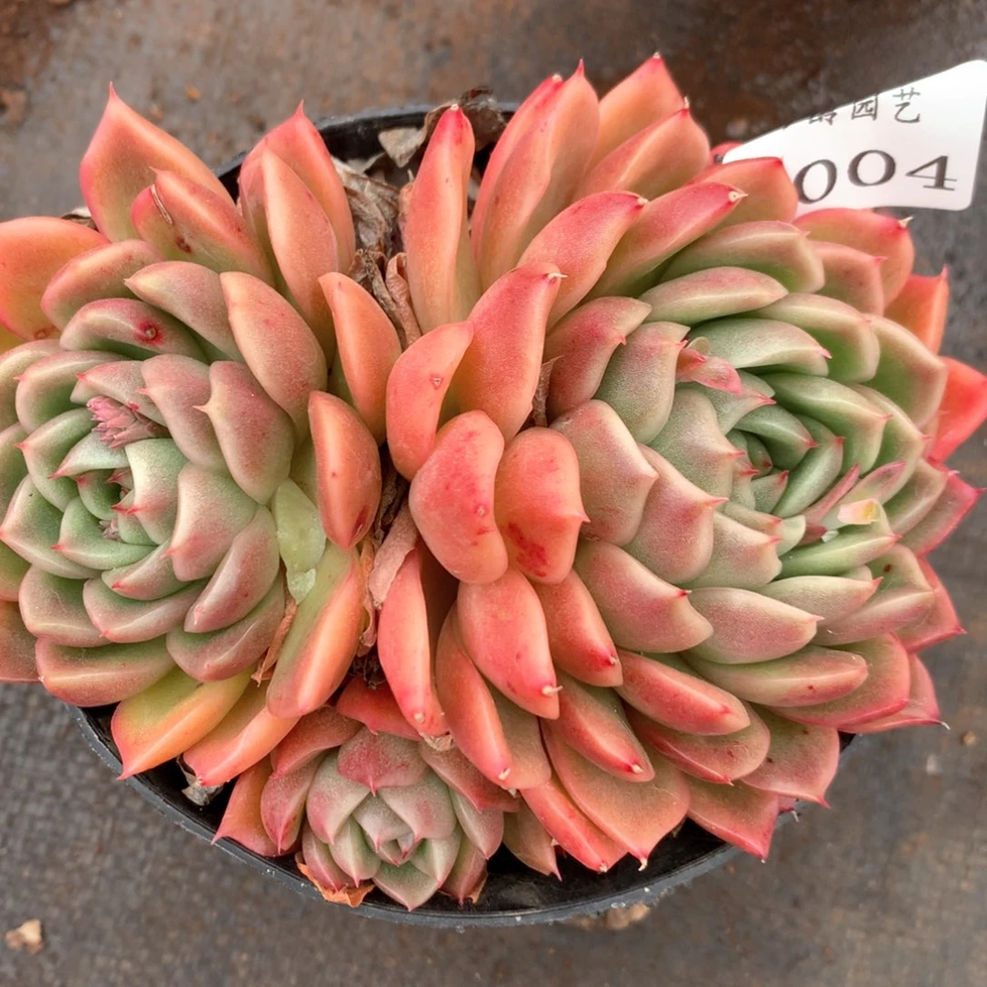 4004杂交多肉植物