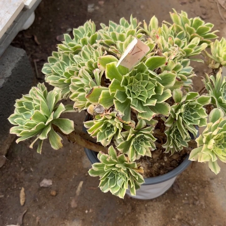 碧浪多肉处理不包断头0077