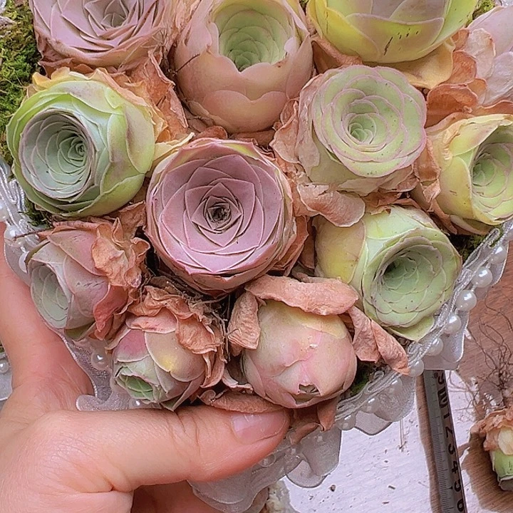 山地玫瑰多肉植物山地33