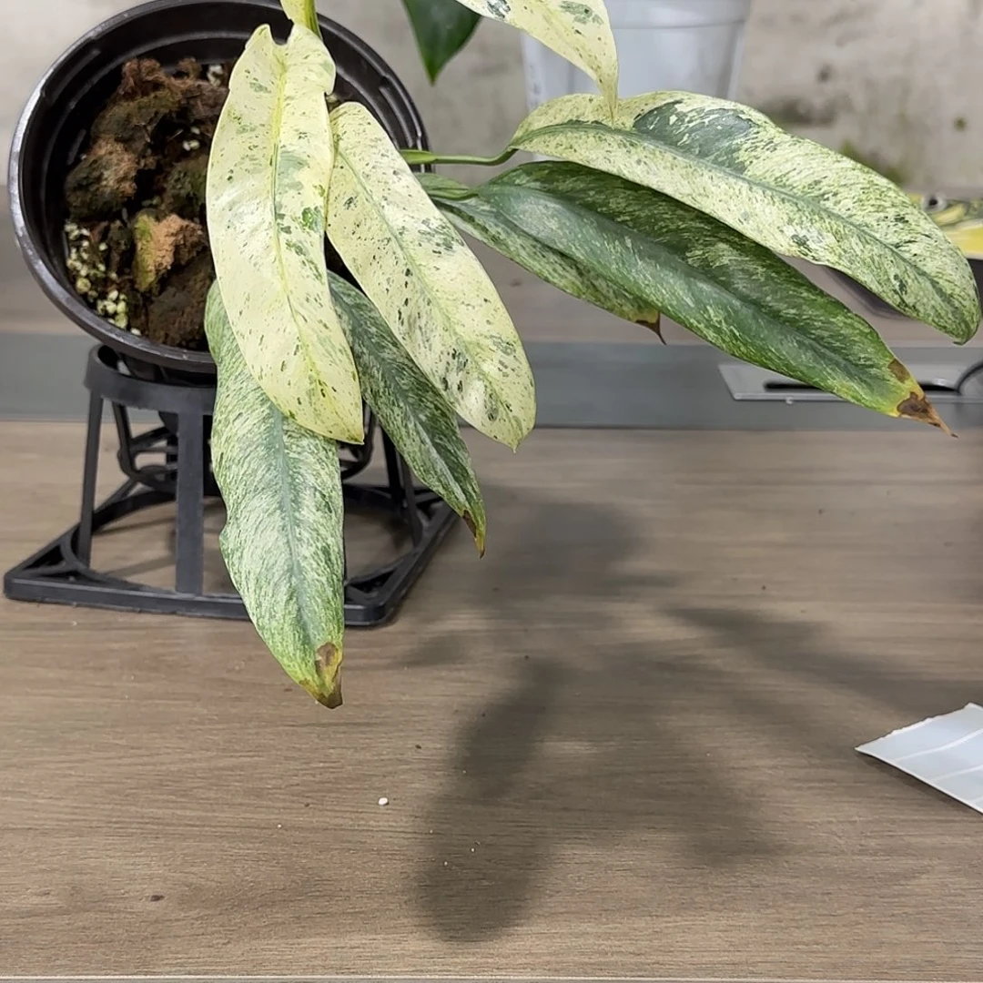 无花朵羽毛锦蔓绿绒