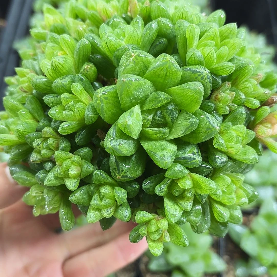 草水晶玉露大群生多肉植物