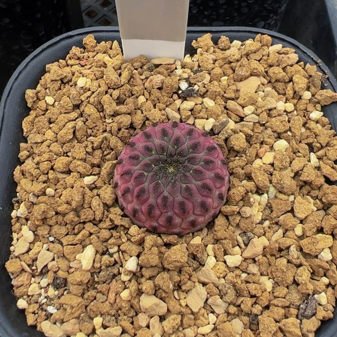 简***寻056自根萝卜红丽丸仙人球多肉植物