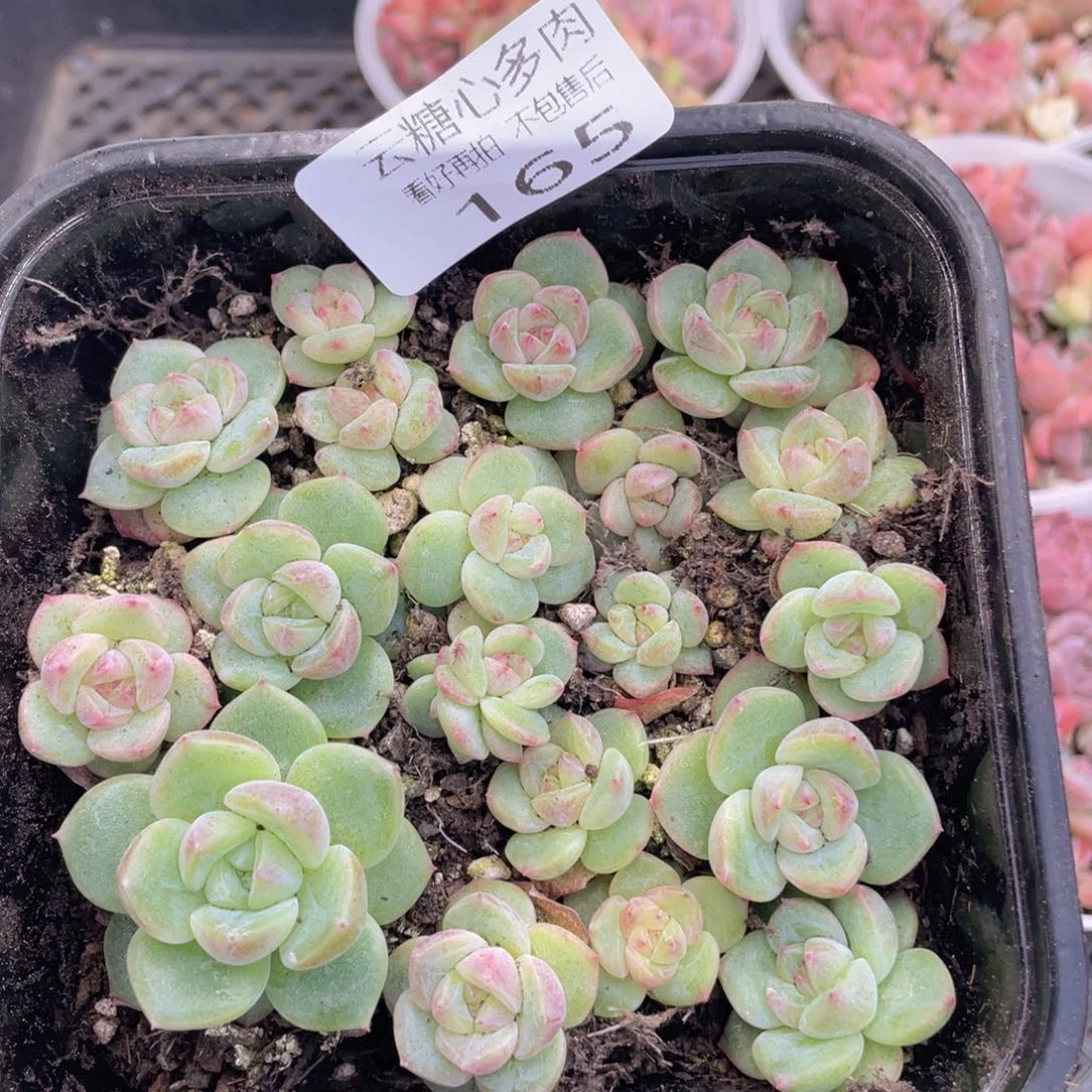 云糖心多肉植物165