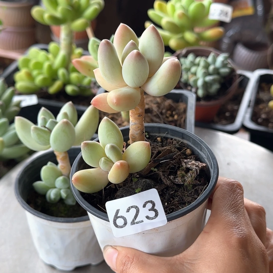 伊***.623号 一物一拍 一物一拍