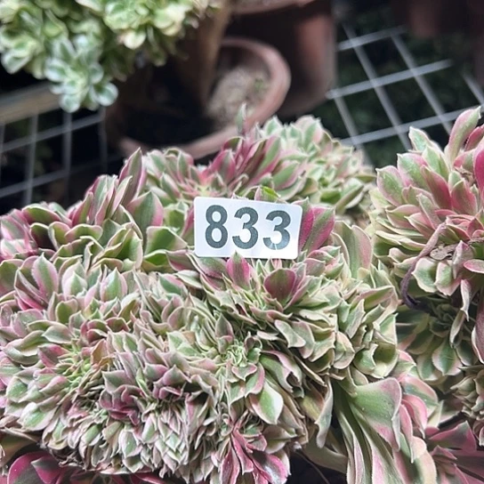 邻***馋多肉植物一个女巫833