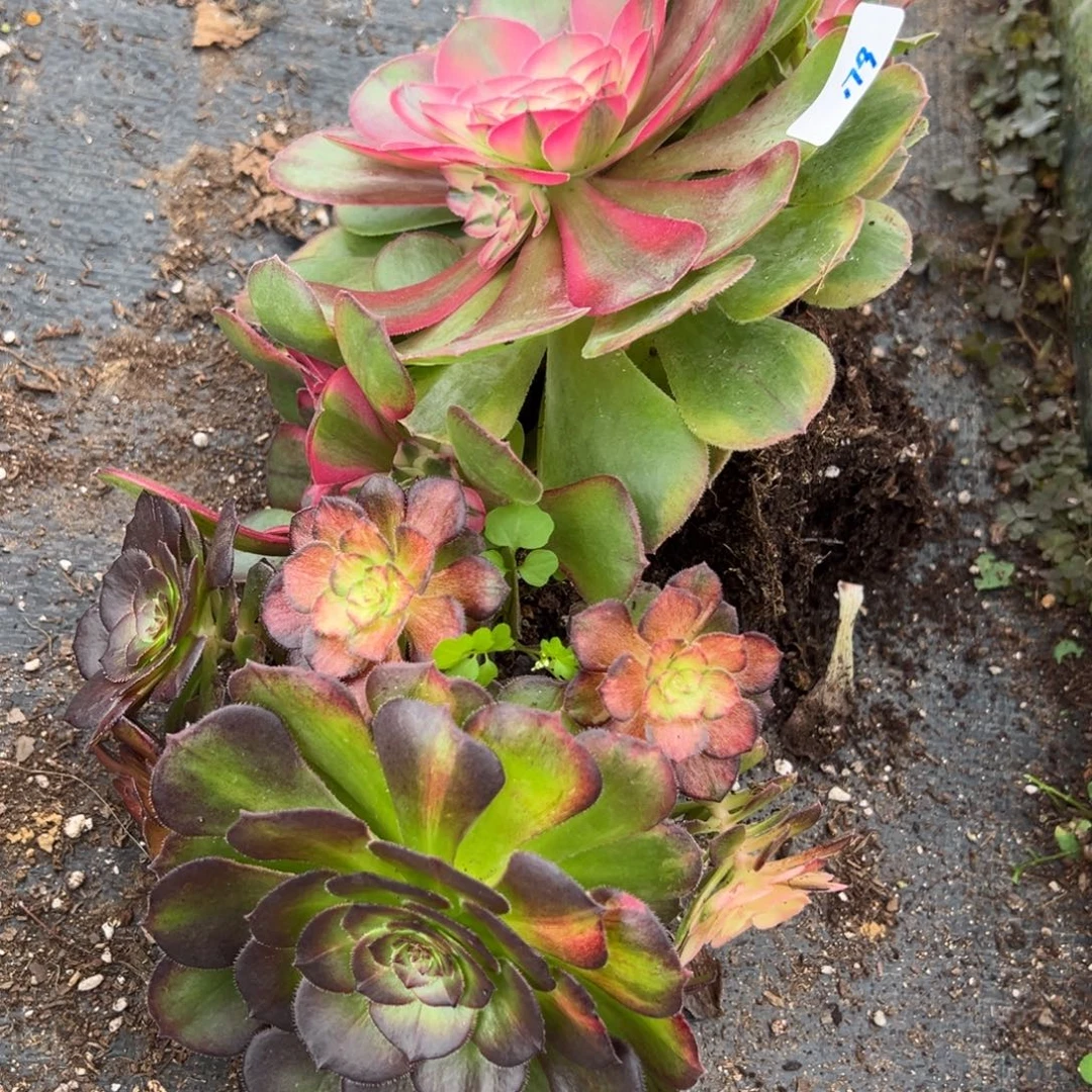 179两颗多肉植物一