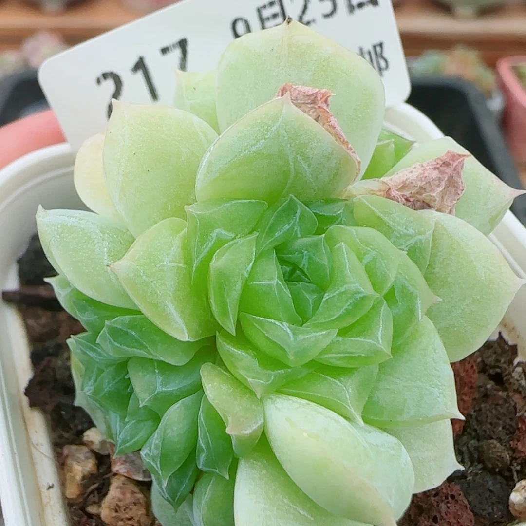 花语逸镜0925-217麦秆糖心
