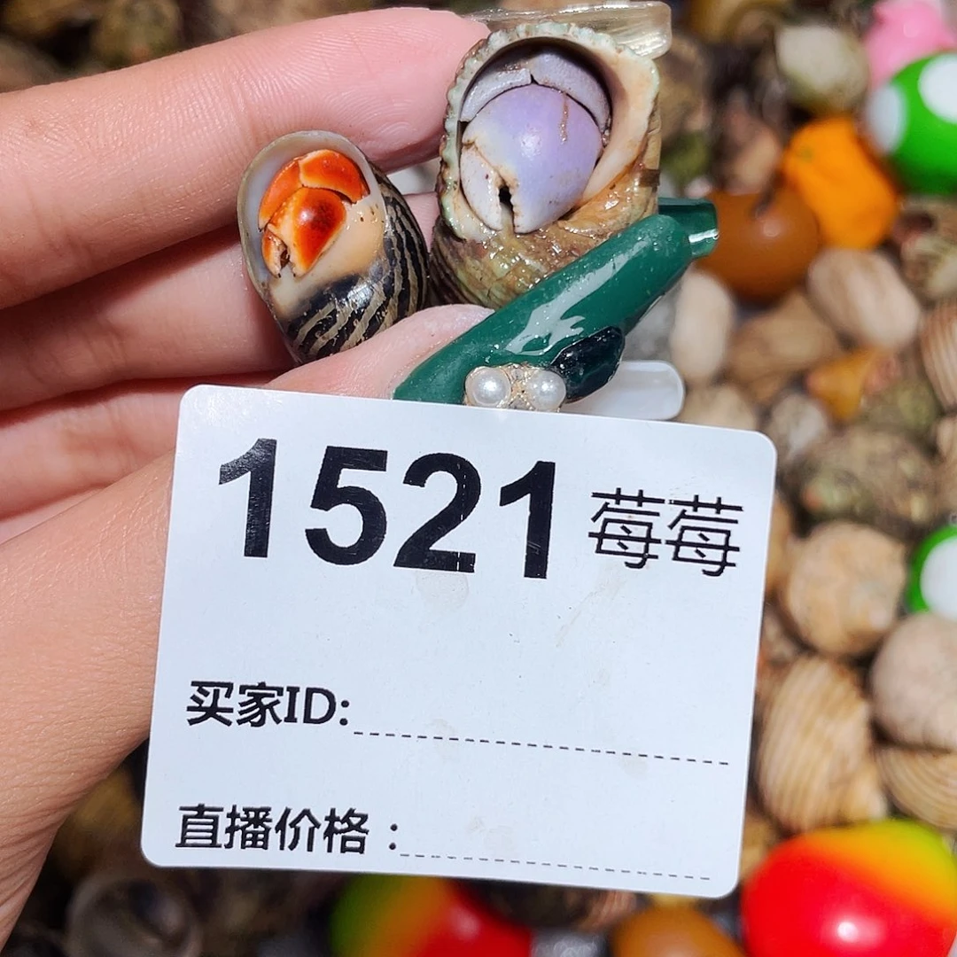 寄居蟹寄居蟹1521