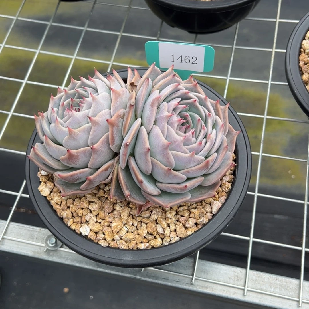 A**a1462肉多多哦多哦